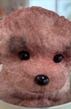 Coco-Paw-BounceBellas